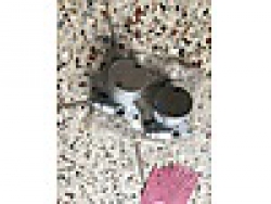 HYOSUNG GV 250 ÖN FREN MERKEZİ SIFIR ORIJINAL URUN